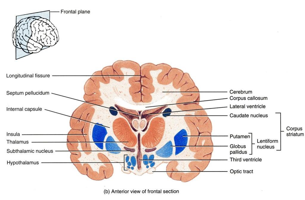 impulses to and from the cortex Basal nuclei are gray matter that are located deep
