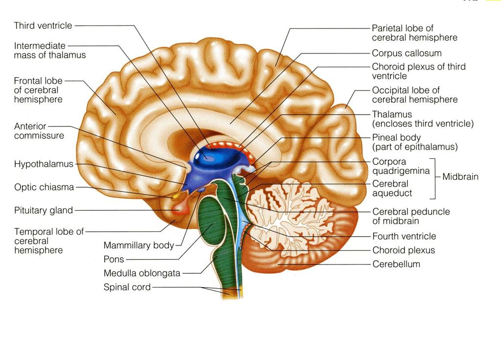 CEREBELLUM Cerebellum has 2 cerebellar hemispheres with convoluted surface.