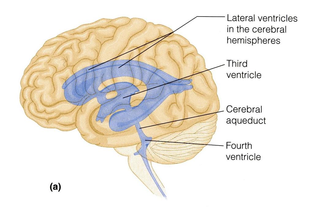 BRAIN VENTRICLES Brain is bathed by the cerebrospinal fluid (CSF). Inside the brain, there are 4 ventricles filled with CSF.