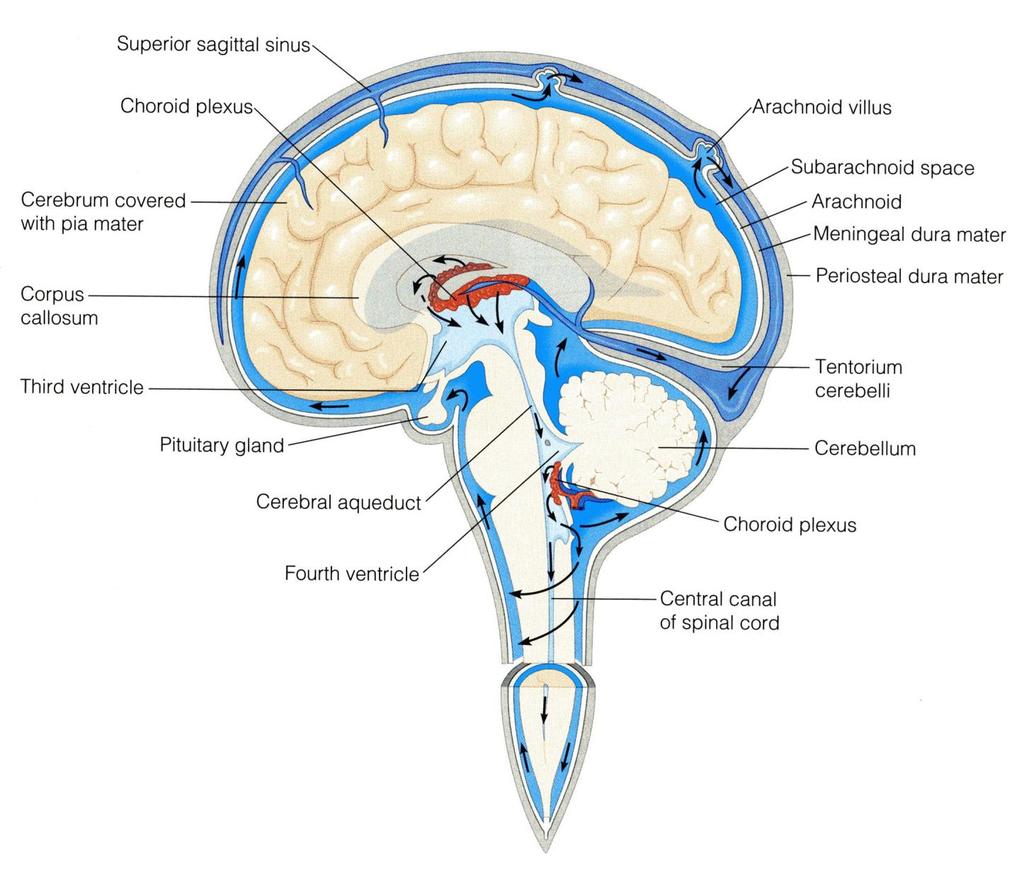 CSF is constantly produced by the choroid plexuses inside the ventricle.