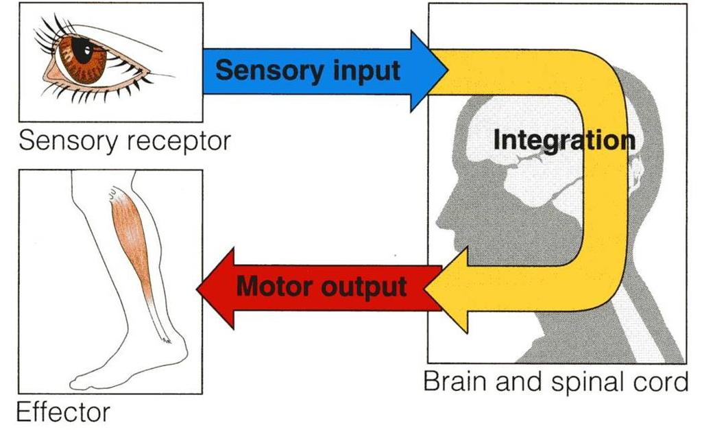 How does the nervous system work? The nervous system has three functions: Collection of sensory input: Identifies changes occurring inside or outside the body by using sensory receptors.