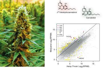 Medical Cannabinoids for the Management of