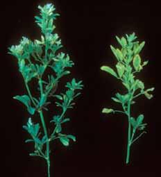 Nutrient Deficiencies alfalfa (continued) Boron (B) Boron deficiency on alfalfa shortens the internodes near the plant