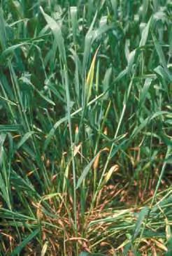 Phosphorus-deficient plants are smaller and grow more slowly than do plants with adequate phosphorus.