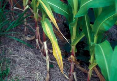 Symptoms appear on leaves as a v-shaped yellowing, starting at the tip and progressing down the midrib toward the leaf base.