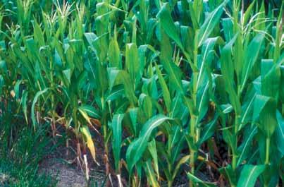 and flooded or ponded soil when the temperature is warm. Phosphorus (P) Phosphorus deficiency is usually visible on young corn plants. It readily mobilizes and translocates in the plant.