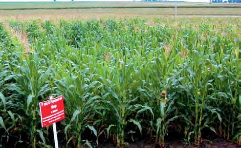Potassium (K) Potassium deficiency is first seen as a yellowing and necrosis of the corn leaf margins, beginning on
