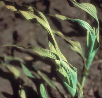 Fertilizer Injury Corn AnhyDRous AMMoNIA INjury Anhydrous ammonia injury results in uneven corn seedling emergence, slow plant growth,