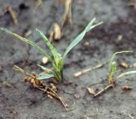 Urea Urea containing fertilizers when row banded with or near corn seed can result