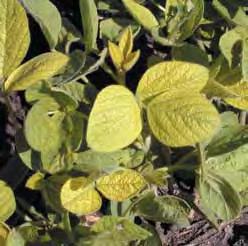 Iron deficiency Iron (fe) Iron deficiency of soybean is