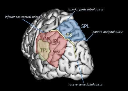 Anterior and Inferior Parts of the Intra-Parietal Sulcus visual search in the absence of distractors (R) Temporo-Parietal Junction multisensory attention to a change in relevant information
