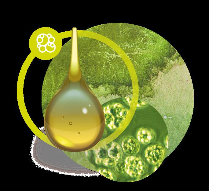 OMEGA-3 EPA AND DHA FROM NATURAL MARINE ALGAE Essential Our algal oil is a source of the omega-3 fatty acids EPA and DHA, with a concentration exceeding 50 %.