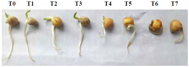 Farhan, Ananya and Aisha FIGURE 1. Effect of SA on seed germination of Pisumsativum under salinity stress. the 0 mm and 50 mm NaCl saline condition; however, significance level was found (P>0.05).