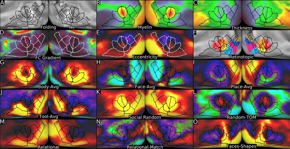 The HCP Multi-modal Parcellation Regional boundaries found by looking for imaging gradients in group