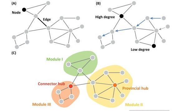 Predicting Cognition and Behaviour Conventionally brain network models have been studied