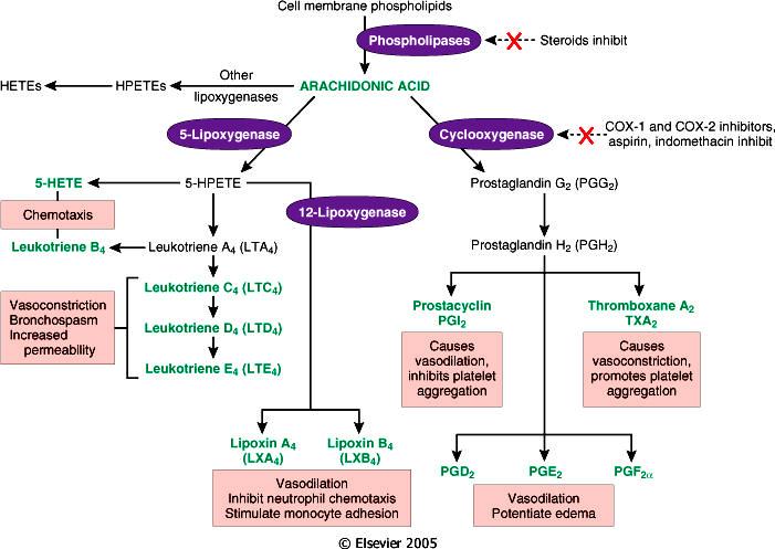 General Pathology 33 Figure 2-16. Generation of arachidonic acid metabolites and their roles in inflammation. The molecular targets of action of some anti-inflammatory drugs are indicated by a red X.