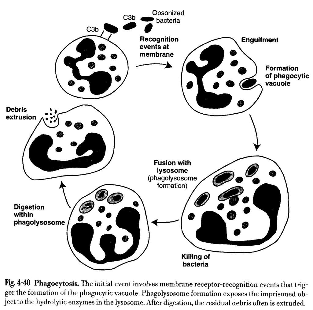 General Pathology 23 Intracellular killing and degradation Two categories of bactericidal mechanisms are recognized 1) Oxygen-dependent mechanisms 2) Oxygen-independent mechanisms Slauson & Cooper,