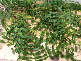 DEVELOPMENT, EVALUATION, PRODUCTION AND APPLICATION OF ECO-FRIENDLY NEEM