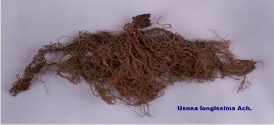 MATERIAL AND METHODS Plant collection Usnea longissima, the whole herb was procured from the local market Baradari of Aligarh city, U.