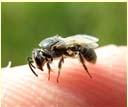 Lync 6 Wasps hornets, etc Schmidt Sting Pain Index 1 Sweat bee tiny spark singes your