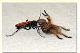 wasp spilling a beaker of acid on paper cut 4 Bullet ant, tarantula hawk wasp Blinding