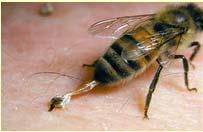Honey bee Apitoxin breaks cell membranes Phospholipase destroys phospholipids, breaks