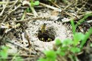 Bumble bees Cicada killer wasps Golden digger wasp Eastern yellowjacket Black with yellow anchor