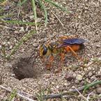 drained soil Golden digger wasp
