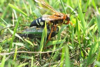 Cicada killer wasp Aerial nests