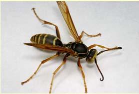 paper wasp European hornet Bald