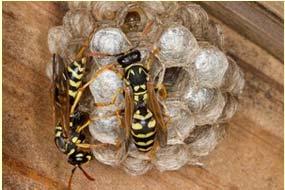European paper wasp Markings resemble yellowjackets but have long, dangling legs Open nest with exposed cells