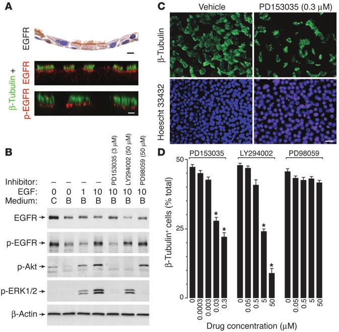 Figure 4 Effect of EGFR signaling pathways on ciliated epithelial cell death in culture.