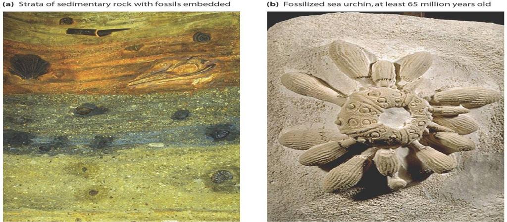 Fossils in different layers of rock (sedimentary rock strata) have shown: Evidence of the age of our planet (billions of yrs
