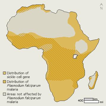 The geographical distribution of the gene for hemoglobin S (which causes the sickle shape) and the distribution of malaria in Africa virtually overlap. Malaria (Plasmodium spp.