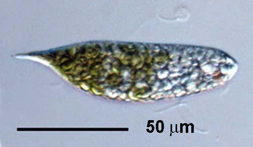 Flagellates Distinguishing feature: All have flagella (from Latin flagellum = to whip ) In many ways, flagellates span the gap between lower and higher organisms. 1. Euglena spp.