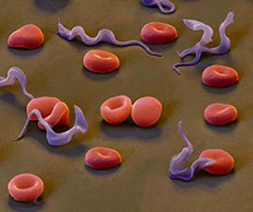 Despite some treatments, Trypanosoma spp. infections remain a real problem, but some measures can help to eliminate Trypanosoma spp. from the triatomid s gut.