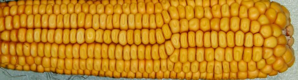 Color changing corn (?!) http://en.