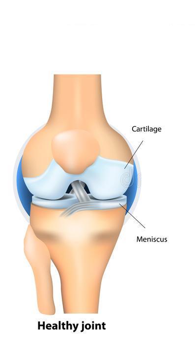 Cartilage is a protein substance that serves
