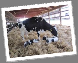 Lactation 10% Total herd incidence