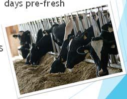 cows Annual incidence of subclinical milk fever: 30% Cost per case: $125 Total cost to