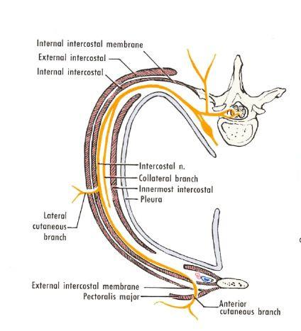 Intercostal nerves.