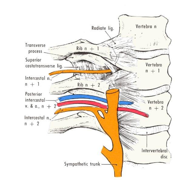 Blood vessels and lymphatic drainage The thoracic wall is supplied by branches of (1) the subclavianartery (internal thoracic and highest intercostalarteries), (2) the axillaryartery, and (3) the