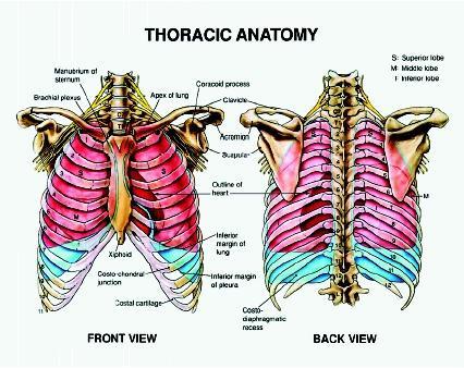 Bones of Thoracic wall ribs 1-7"true" ribs -those which attach directly to the sternum true ribs actually attach to the sternum