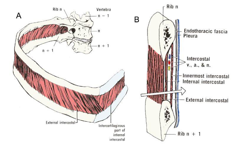The internal intercostal muscles. The internal intercostal muscles are attached to the lower margins of the ribs and costal cartilages and to the floor of the costal groove.