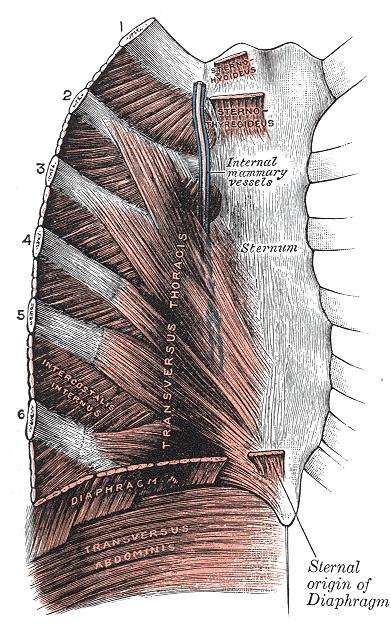 Posteriorly, at the angles of the ribs, the internal intercostalmuscles are replaced by the internal intercostal membranes. The muscles are supplied by the corresponding intercostalnerves.