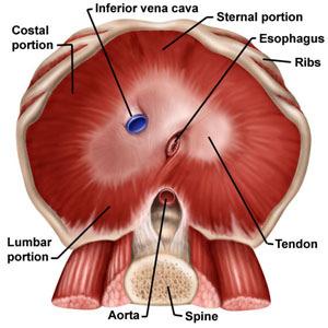 Three of its parts (sternal, costal, and lumbar) are inserted into the central tendon, a trifoliate structure that lies immediately inferior to the heart.
