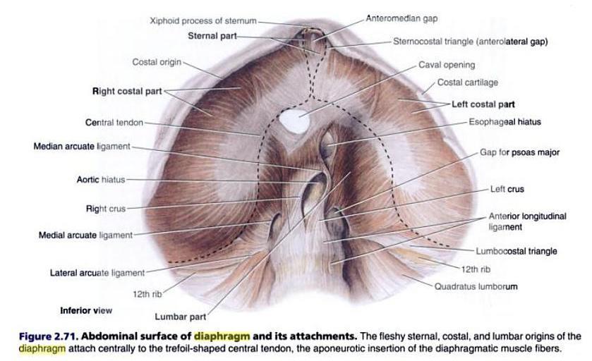 The costal parts, which form the right and left "domes," arise from the inner surfaces of the lower costal cartilages and ribs and interdigitatewith the transversusabdominis.