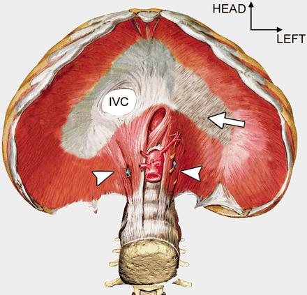 The diaphragm has three major openings. The esophageal opening in the right crus transmits the esophagus and vagus nerves.