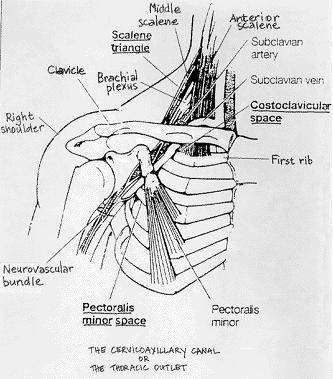 brachial plexus & subclavian artery