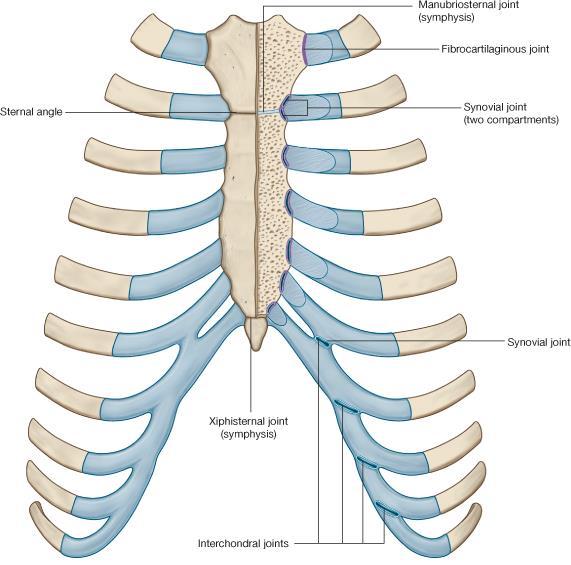 Sternocostal joint between the sternum and costal cartilages 3.